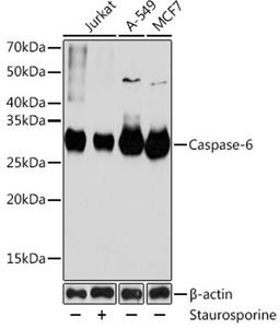 Western blot - Caspase-6 antibody (A19552)