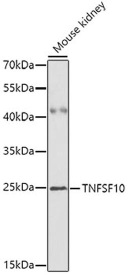 Western blot - TNFSF10 antibody (A2138)