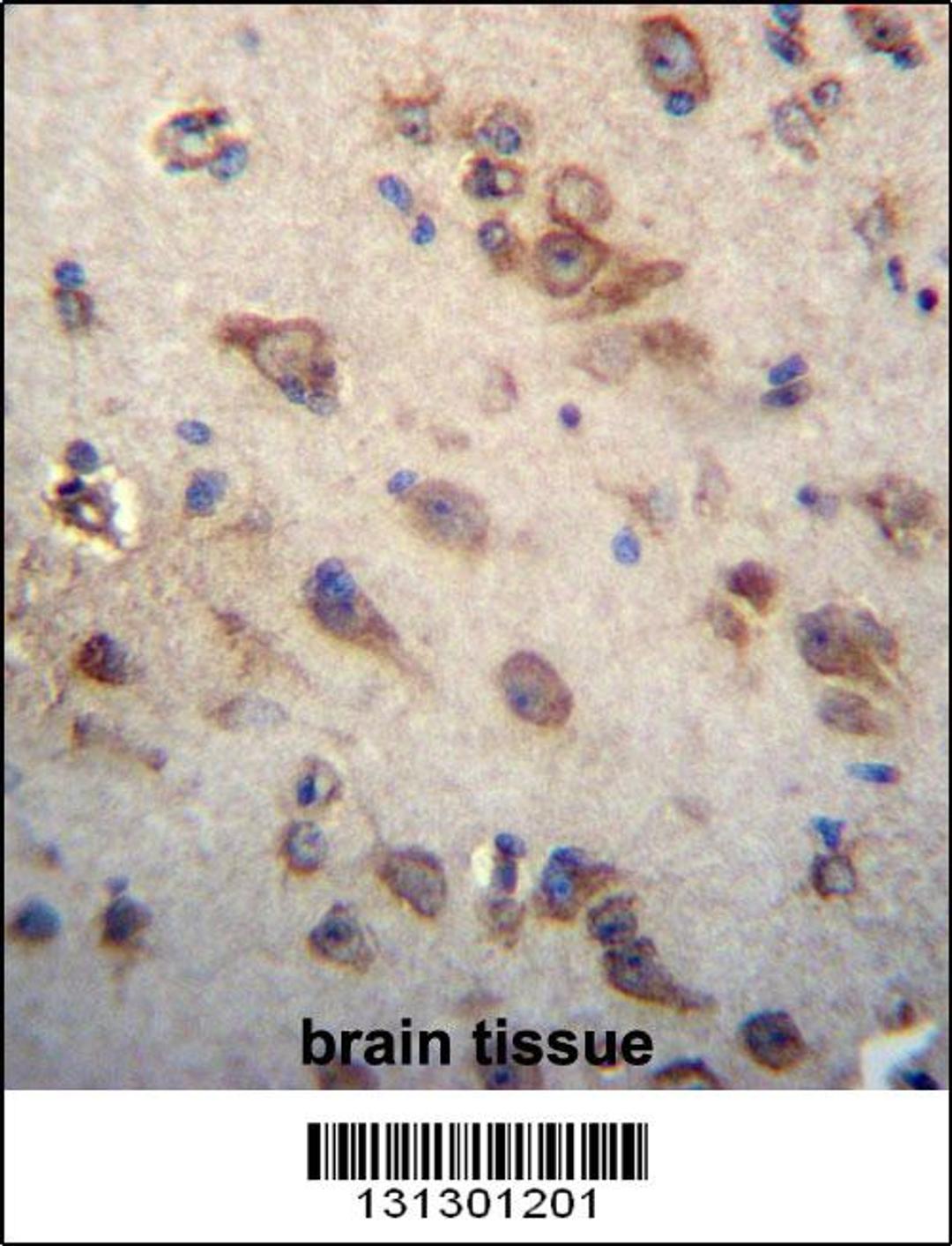 CKAP4 Antibody immunohistochemistry analysis in formalin fixed and paraffin embedded human brain tissue followed by peroxidase conjugation of the secondary antibody and DAB staining.