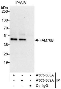 Detection of human FAM76B by western blot of immunoprecipitates.