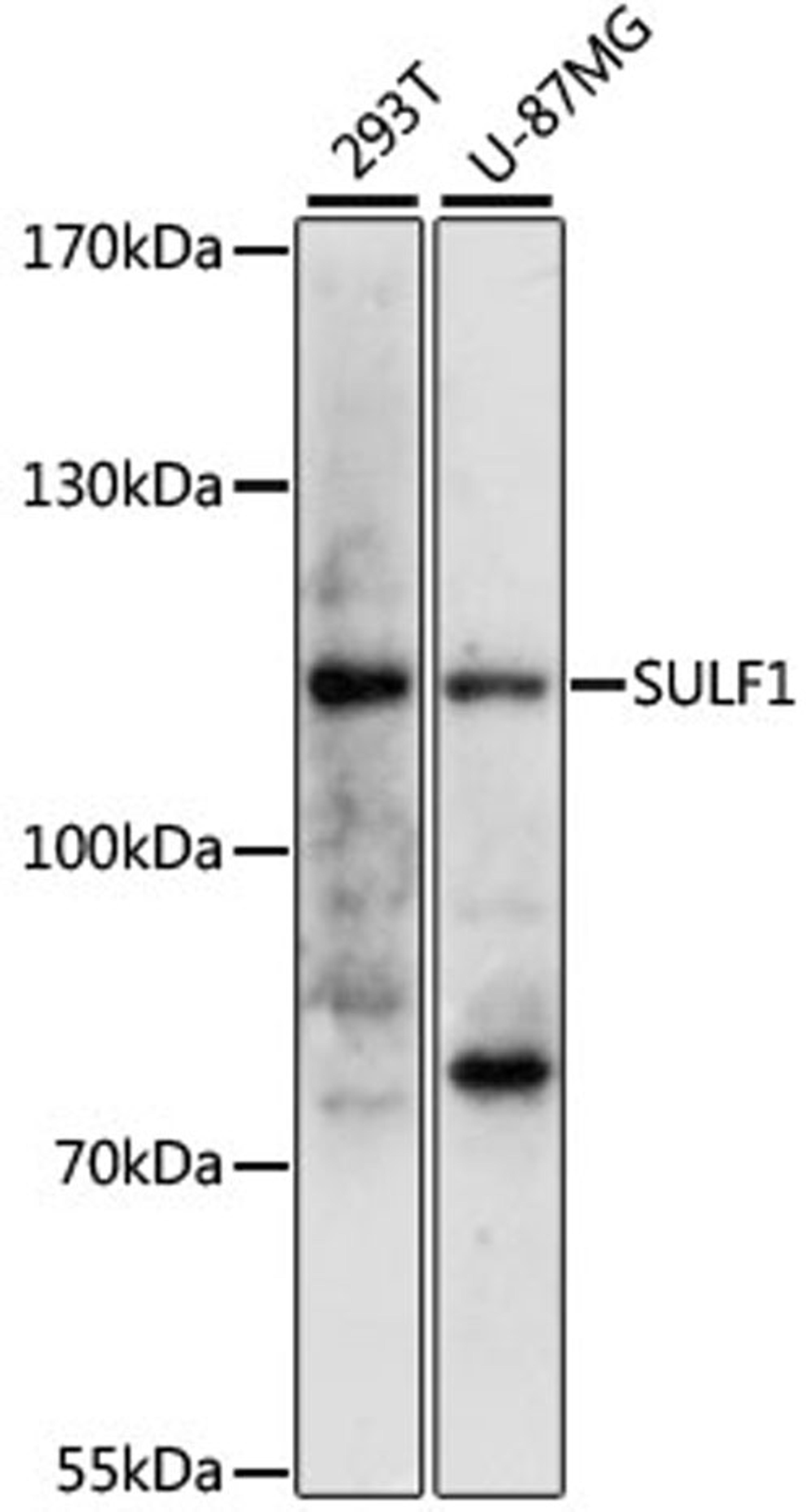 Western blot - SULF1 antibody (A13797)