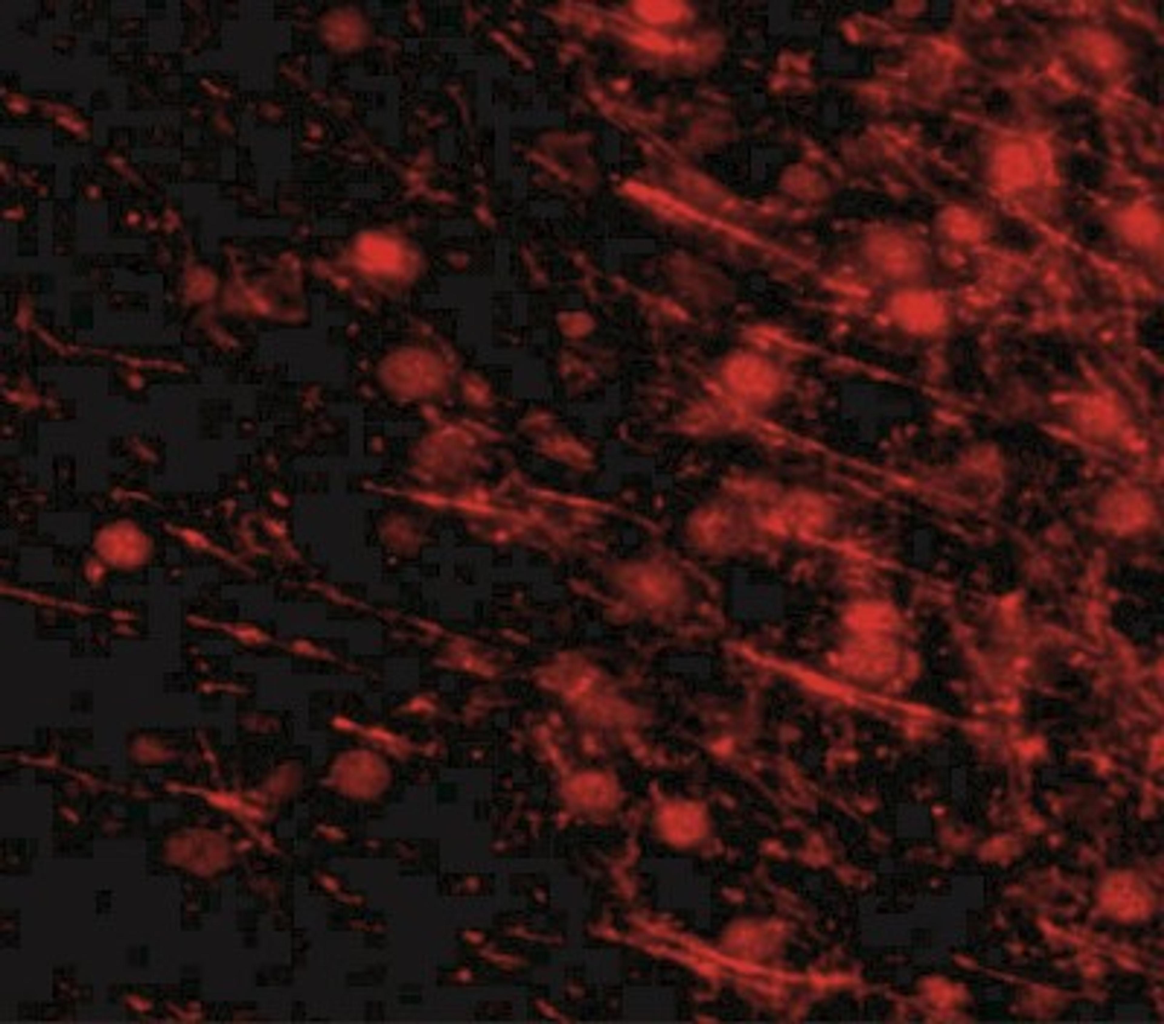 Immunocytochemistry/Immunofluorescence: SALM3/LRFN4 Antibody [NBP2-41100] - Immunofluorescence of LRFN4 in mouse brain tissue with LRFN4 antibody at 20 ug/mL.