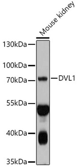 Western blot - DVL1 antibody (A10536)