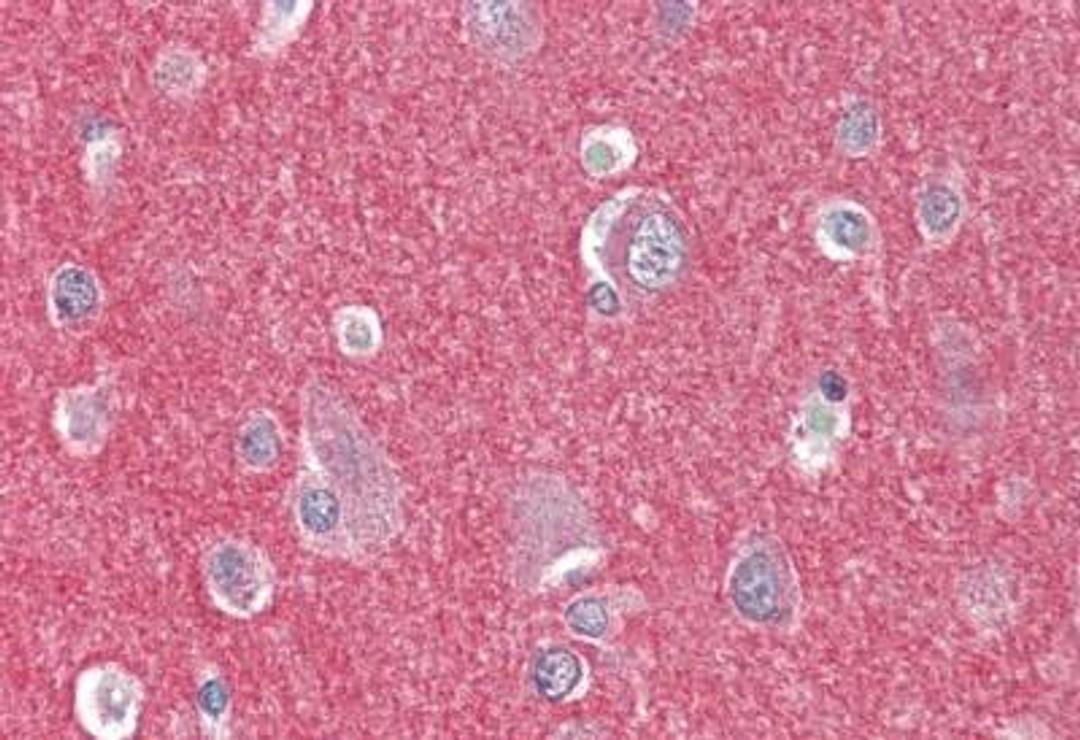 Immunohistochemistry: TEM4 Antibody [NBP1-77314] - Staining of human brain cortex. Formalin-fixed, paraffin-embedded tissue after heat-induced antigen retrieval. Antibody concentration 5 ug/ml.