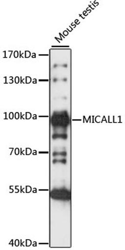 Western blot - MICALL1 antibody (A15541)