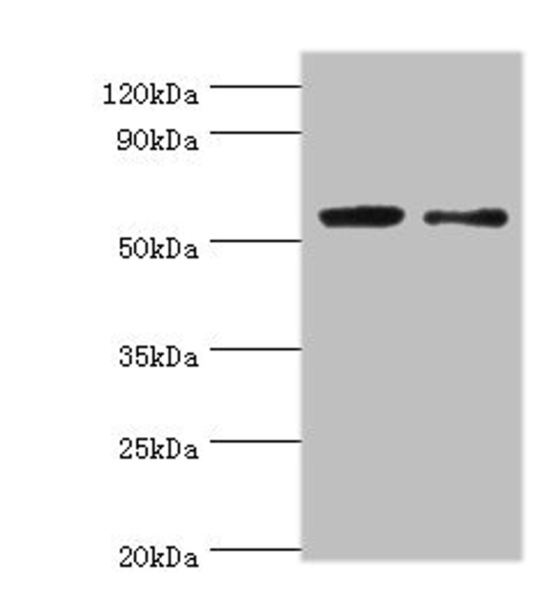 Western blot. All lanes: PGD antibody at 2µg/ml. Lane 1: EC109 whole cell lysate. Lane 2: 293T whole cell lysate. Secondary. Goat polyclonal to rabbit IgG at 1/15000 dilution. Predicted band size: 54, 52 kDa. Observed band size: 54 kDa