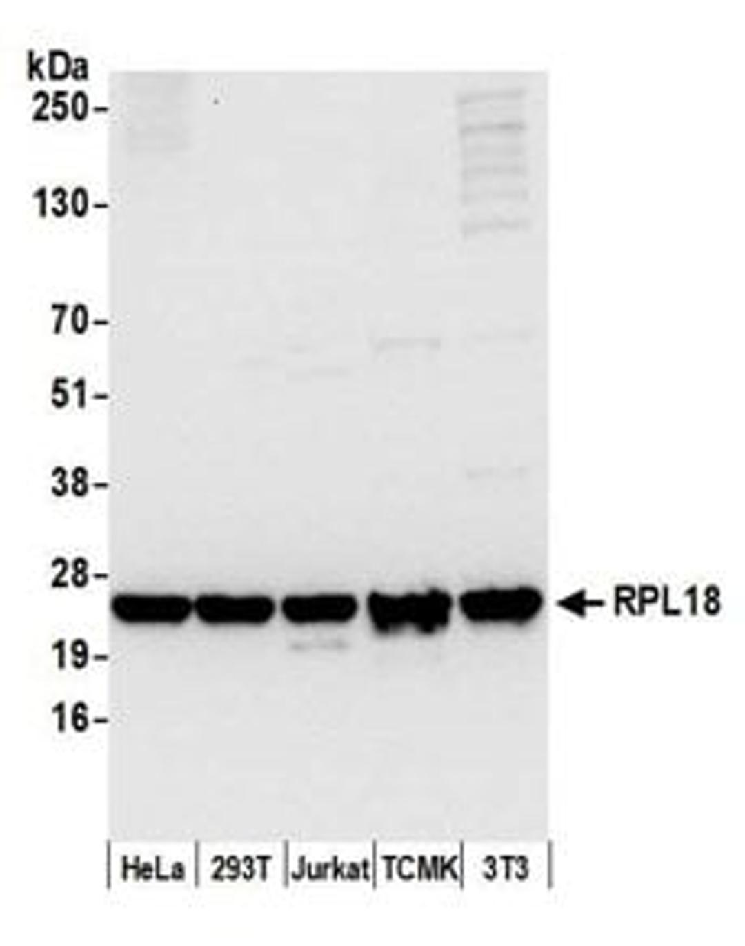 Detection of human and mouse RPL18 by western blot.