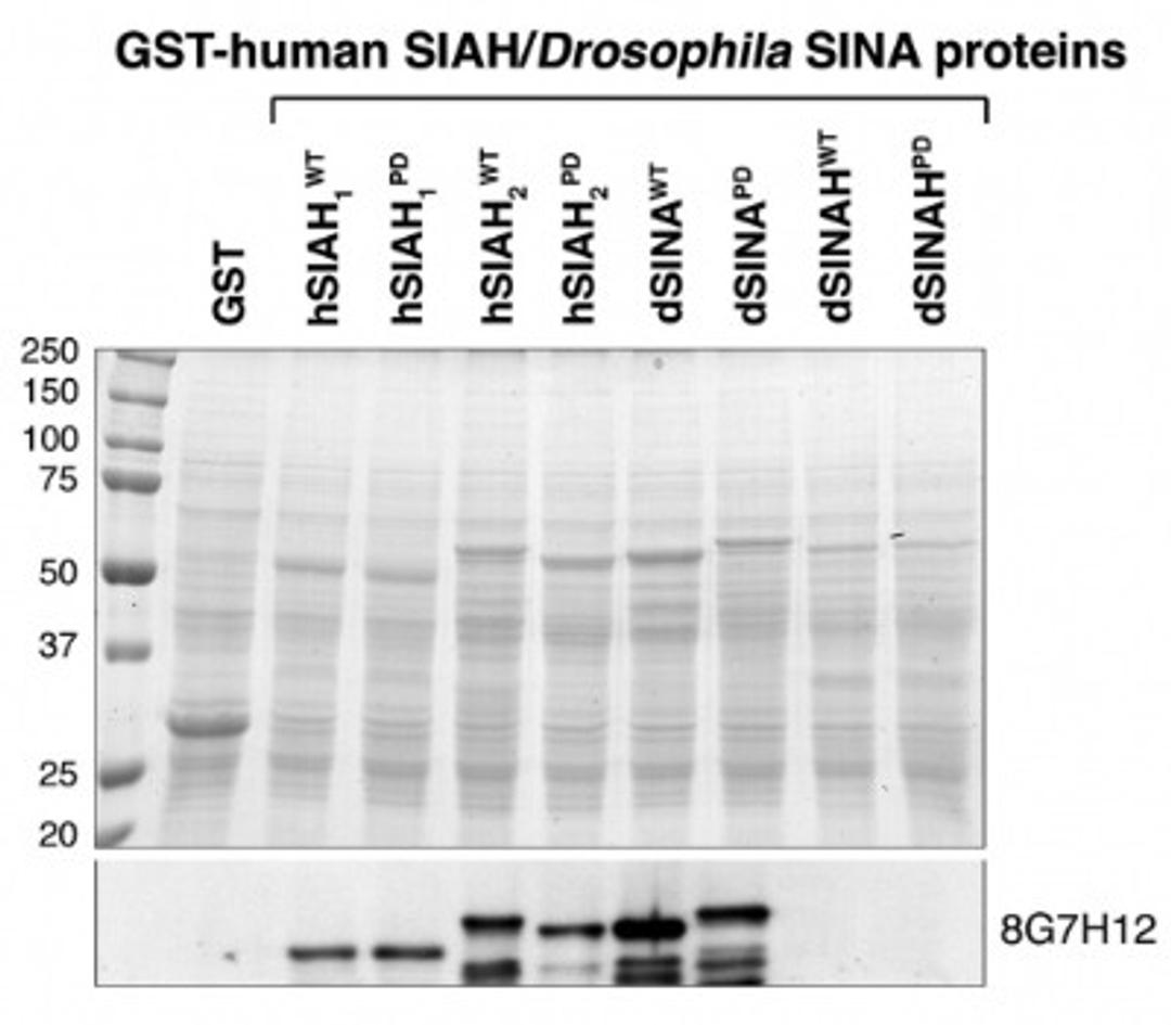 Western Blot: SIAH1/2 Antibody (8G7H12) [NB110-93596] - Anti-SINA/SIAH monoclonal antibodies recognize both Drosophila SINA and human SIAH. There are two SINA-like E3 ligases, SINA and SINAH, in Drosophila. SINA monoclonal antibody 8G7H12 is highly speci