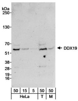 Detection of human and mouse DDX19 by western blot.