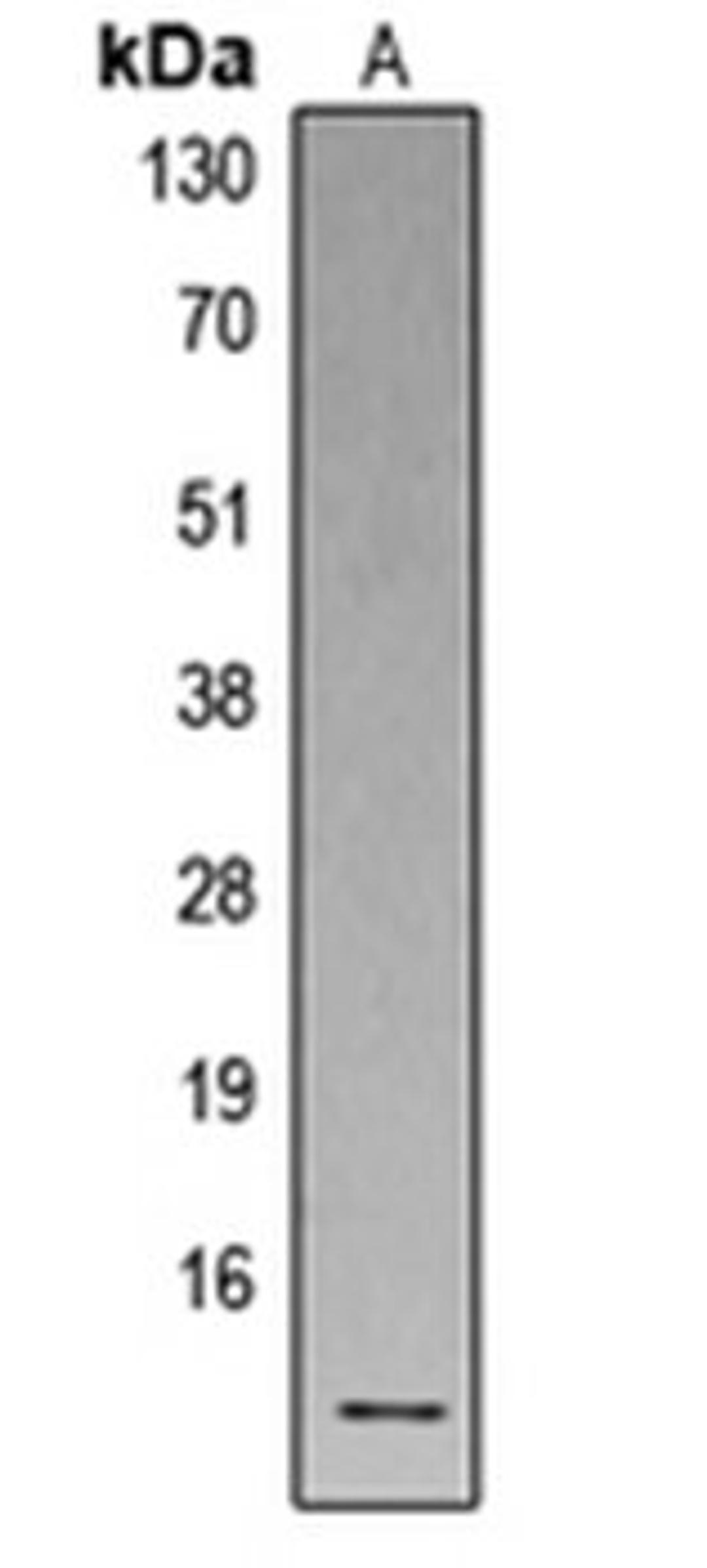 Western blot analysis of human spleen (Lane 1) whole cell lysates using Defensin alpha 1 antibody