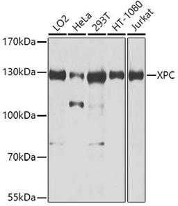 Western blot - XPC antibody (A8354)