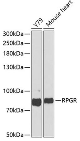 Western blot - RPGR antibody (A1844)