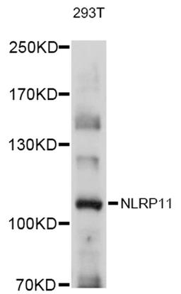 Western blot - NLRP11 antibody (A12132)