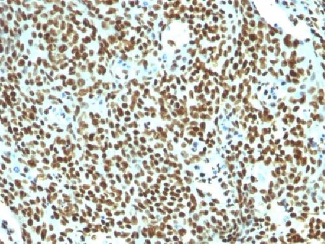 Immunohistochemical staining of human Tonsil tissue using Nuclear Antigen antibody