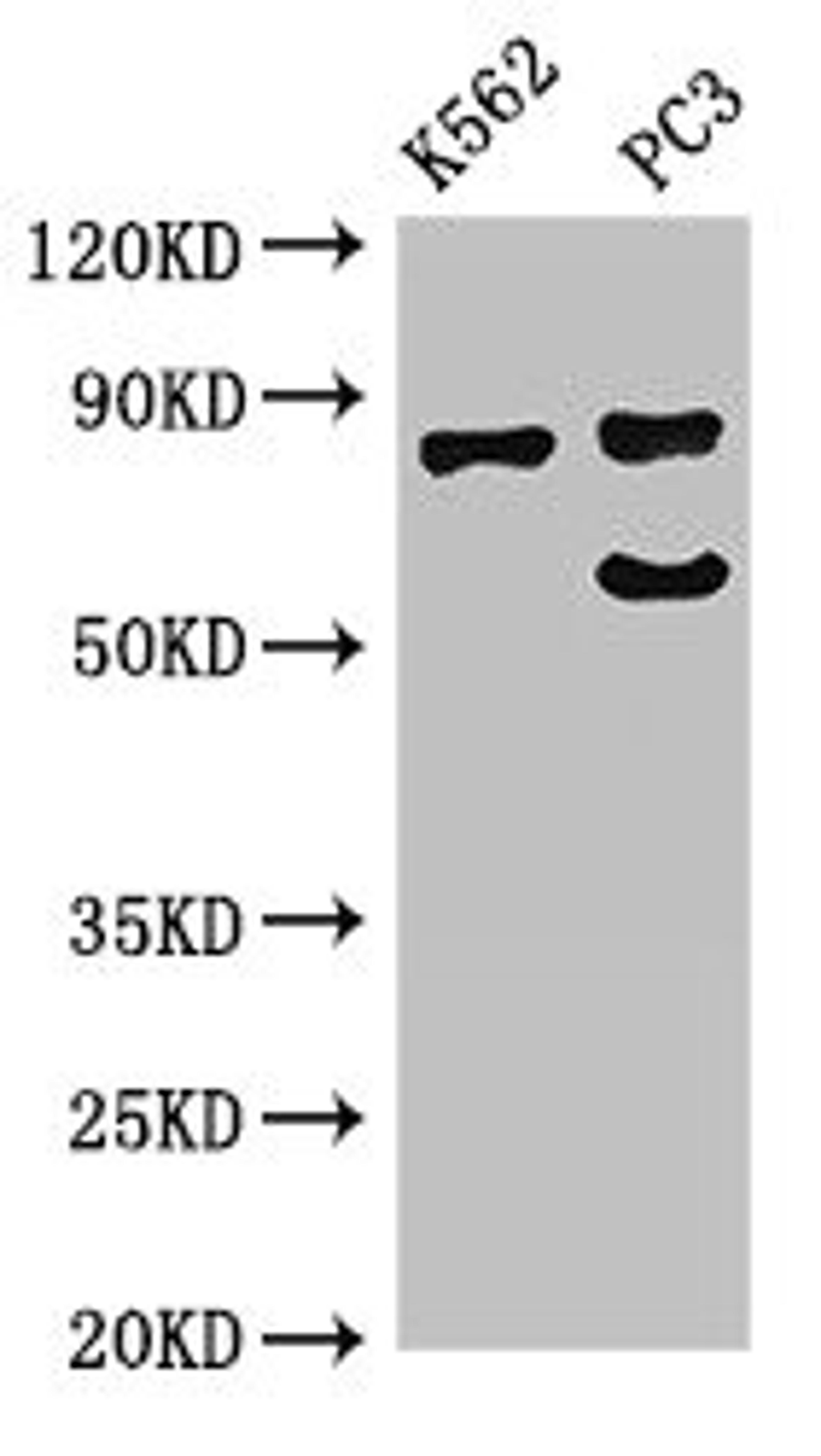 Western Blot. Positive WB detected in: K562 whole cell lysate, PC-3 whole cell lysate. All lanes: SP110 antibody at 2.7ug/ml. Secondary. Goat polyclonal to rabbit IgG at 1/50000 dilution. Predicted band size: 79, 47, 62, 29, 82, 63 kDa. Observed band size: 79, 64 kDa.