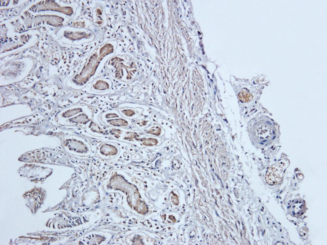 Immunohistochemical staining of pig stomach tissue using anti-PIGR (dilution of primary antibody - 1:200)