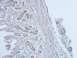 Immunohistochemical staining of pig stomach tissue using anti-PIGR (dilution of primary antibody - 1:200)