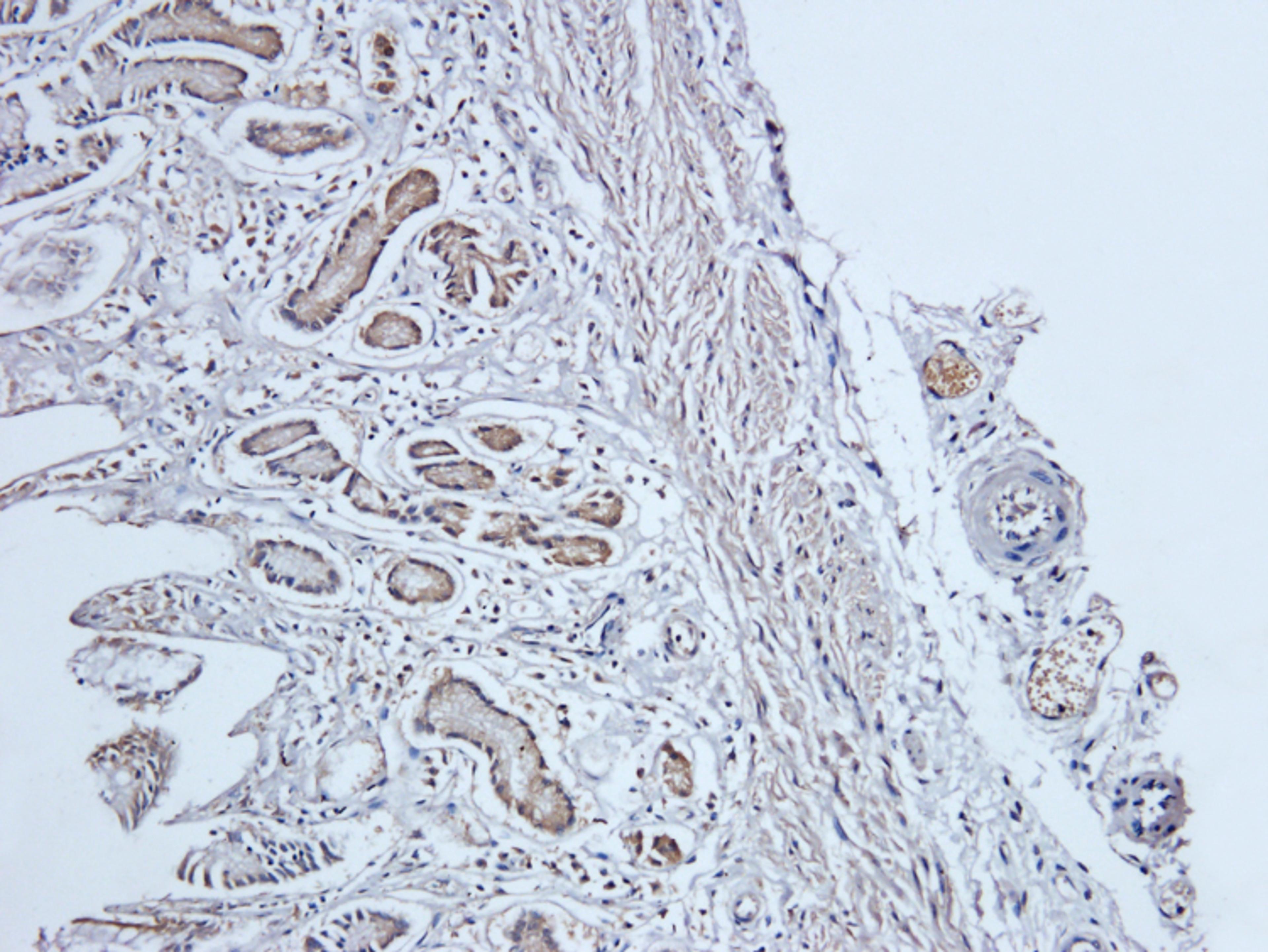 Immunohistochemical staining of pig stomach tissue using anti-PIGR (dilution of primary antibody - 1:200)