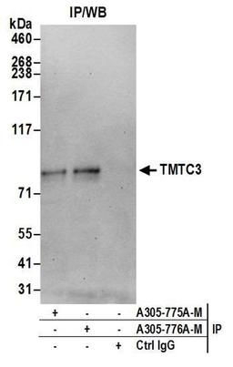 Detection of human TMTC3 by WB of IP.