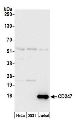 Detection of human CD247 by western blot.