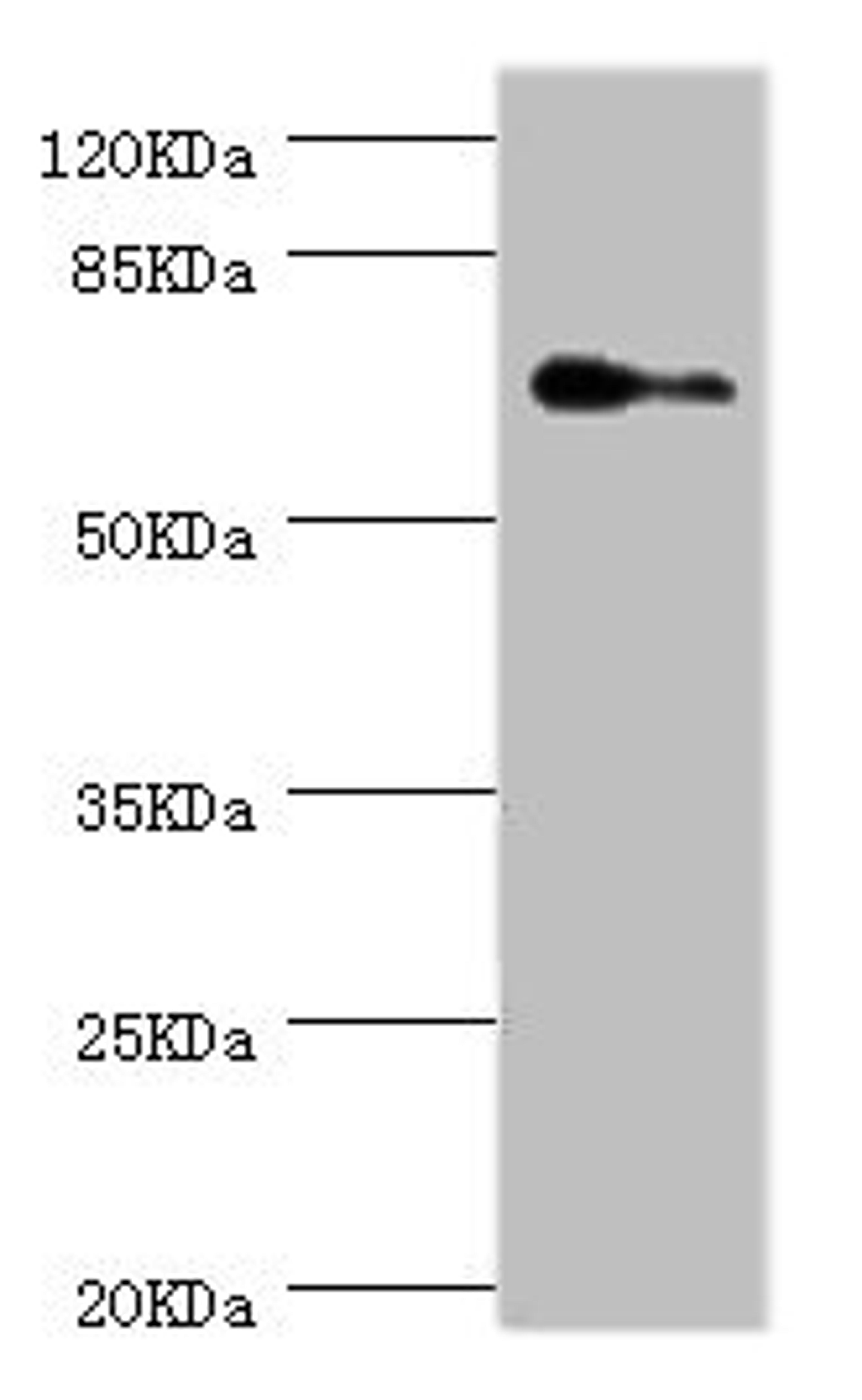 Western blot. All lanes: ELF1 antibody at 1.88ug/ml + Hela whole cell lysate. Secondary. Goat polyclonal to rabbit IgG at 1/10000 dilution. Predicted band size: 68, 65 kDa. Observed band size: 68 kDa.