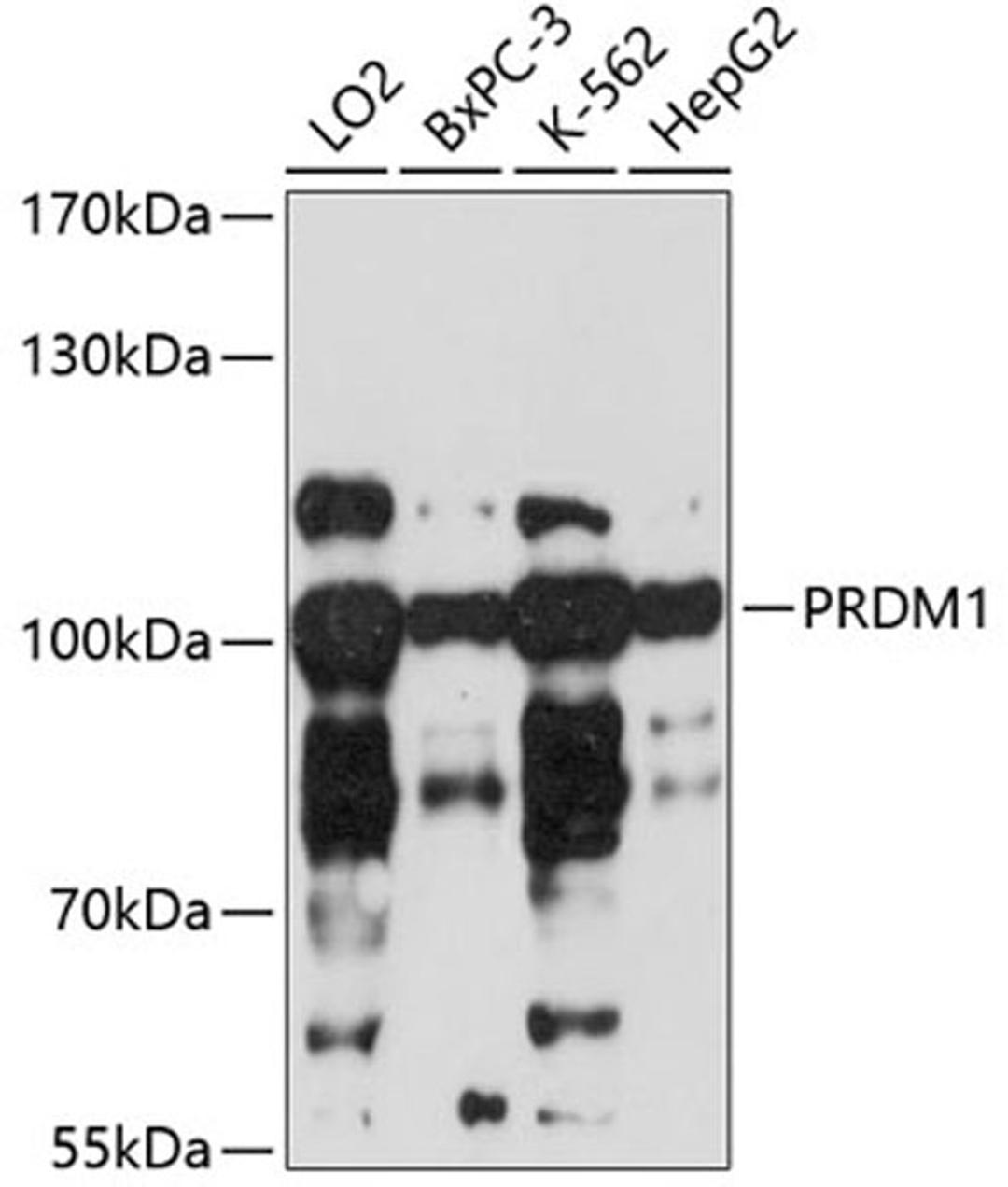 Western blot - PRDM1 antibody (A1960)