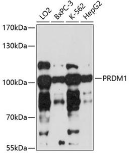 Western blot - PRDM1 antibody (A1960)