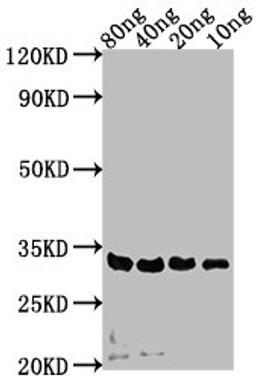 Western Blot. Positive WB detected in Recombinant protein. All lanes: sdeA antibody at 1:2000. Secondary. Goat polyclonal to rabbit IgG at 1/50000 dilution. Predicted band size: 32 kDa. Observed band size: 32 kDa.