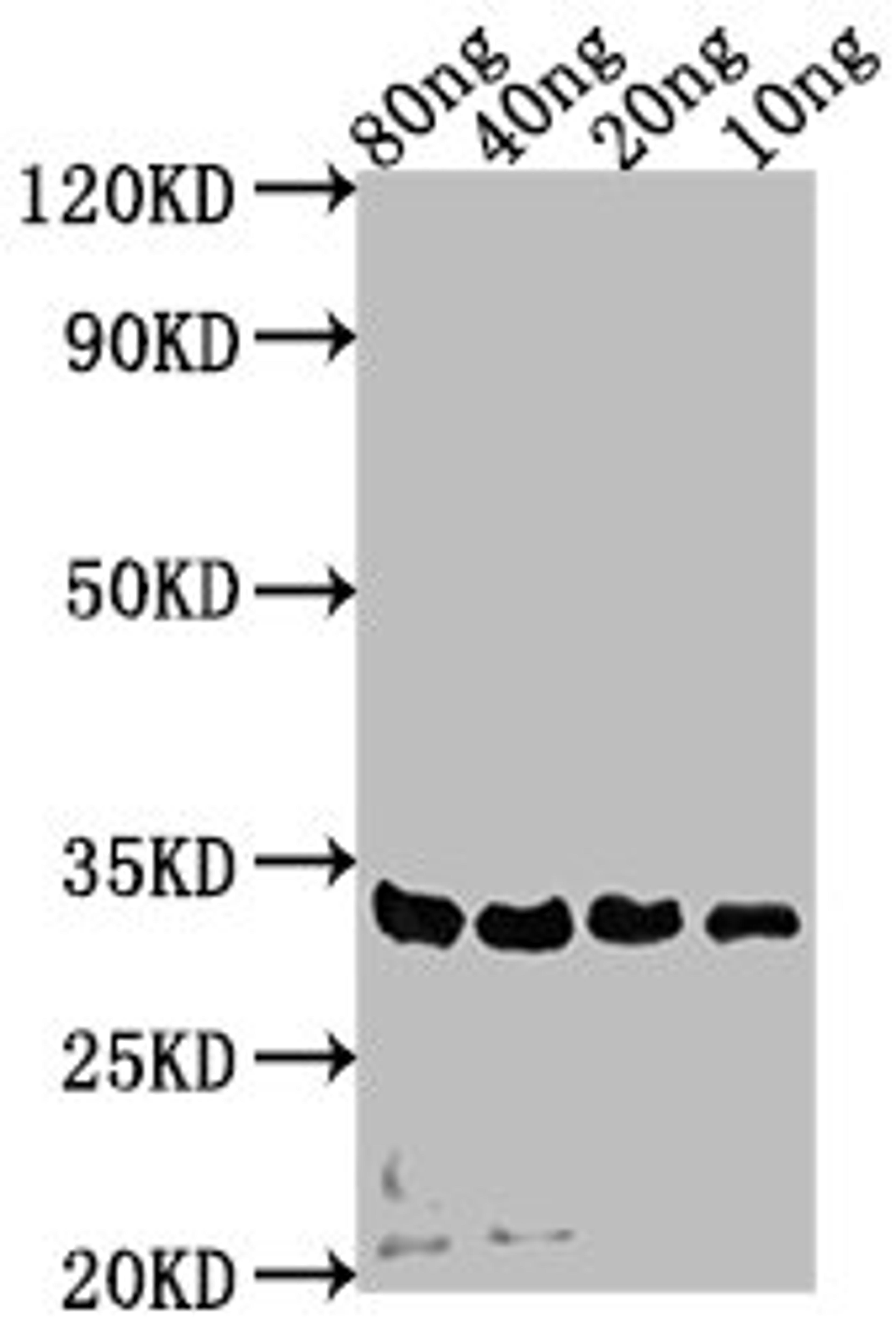 Western Blot. Positive WB detected in Recombinant protein. All lanes: sdeA antibody at 1:2000. Secondary. Goat polyclonal to rabbit IgG at 1/50000 dilution. Predicted band size: 32 kDa. Observed band size: 32 kDa.