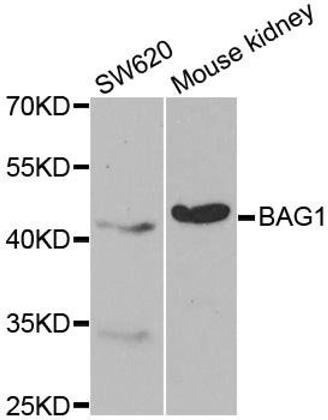 Western blot analysis of extracts of various cell lines using BAG1 antibody