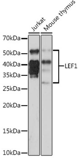 Western blot - LEF1 Rabbit mAb (A4473)