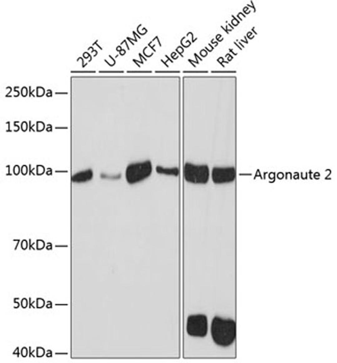 Western blot - Argonaute-2 antibody (A19709)