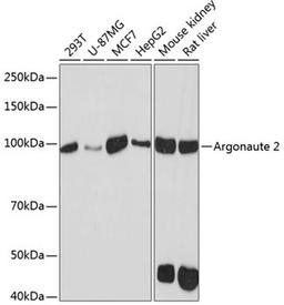 Western blot - Argonaute-2 antibody (A19709)