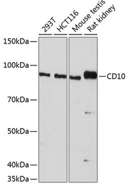 Western blot - CD10 antibody (A19007)