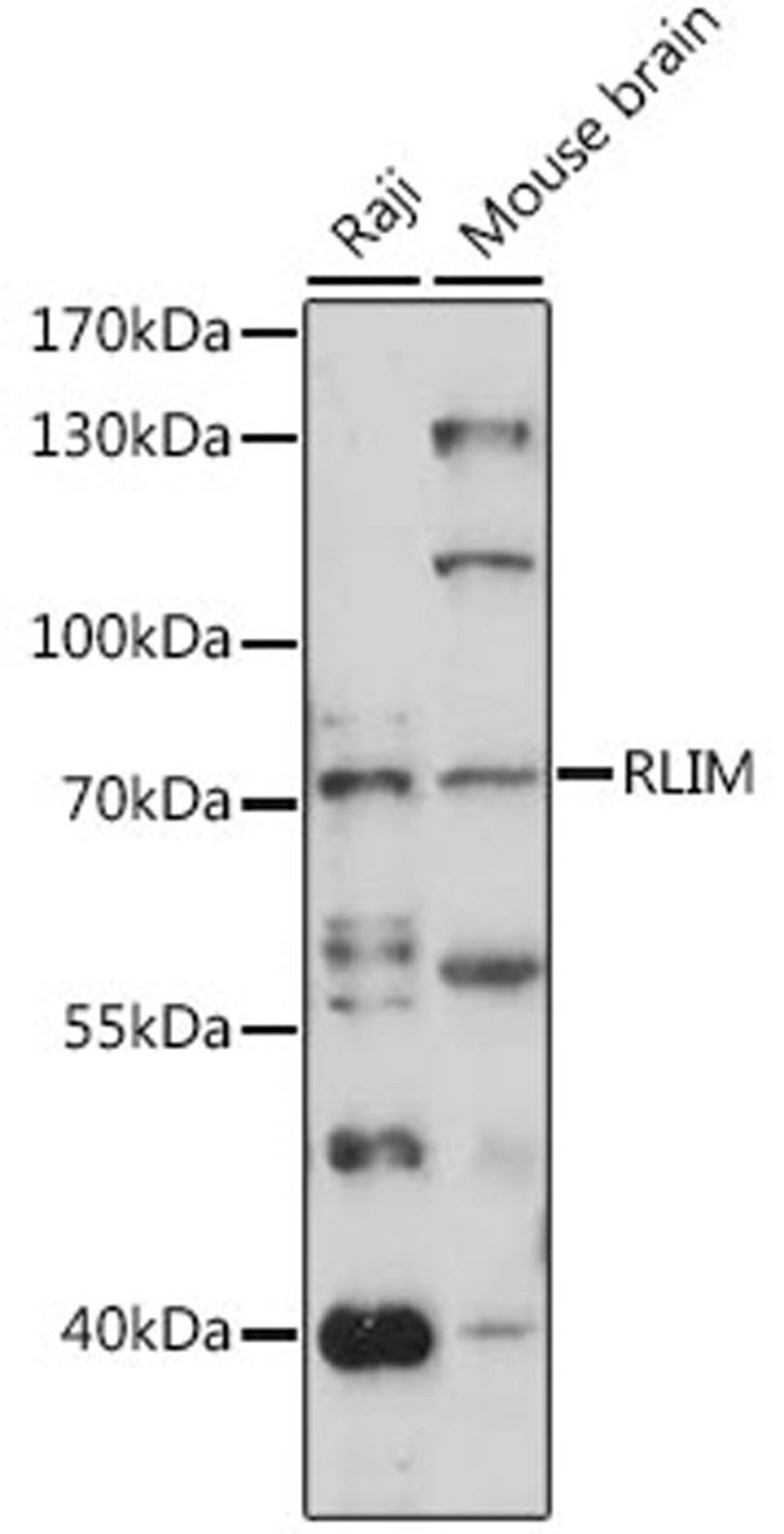 Western blot - RLIM antibody (A15837)