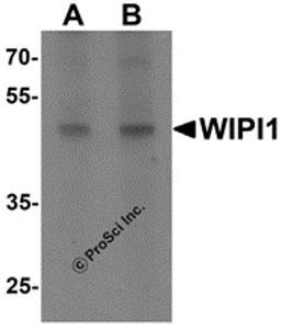 Western blot analysis of WIPI1 in rat colon tissue lysate with WIPI1 antibody at (A) 1 and (B) 2 μg/mL.