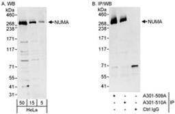 Detection of human NUMA by western blot and immunoprecipitation.