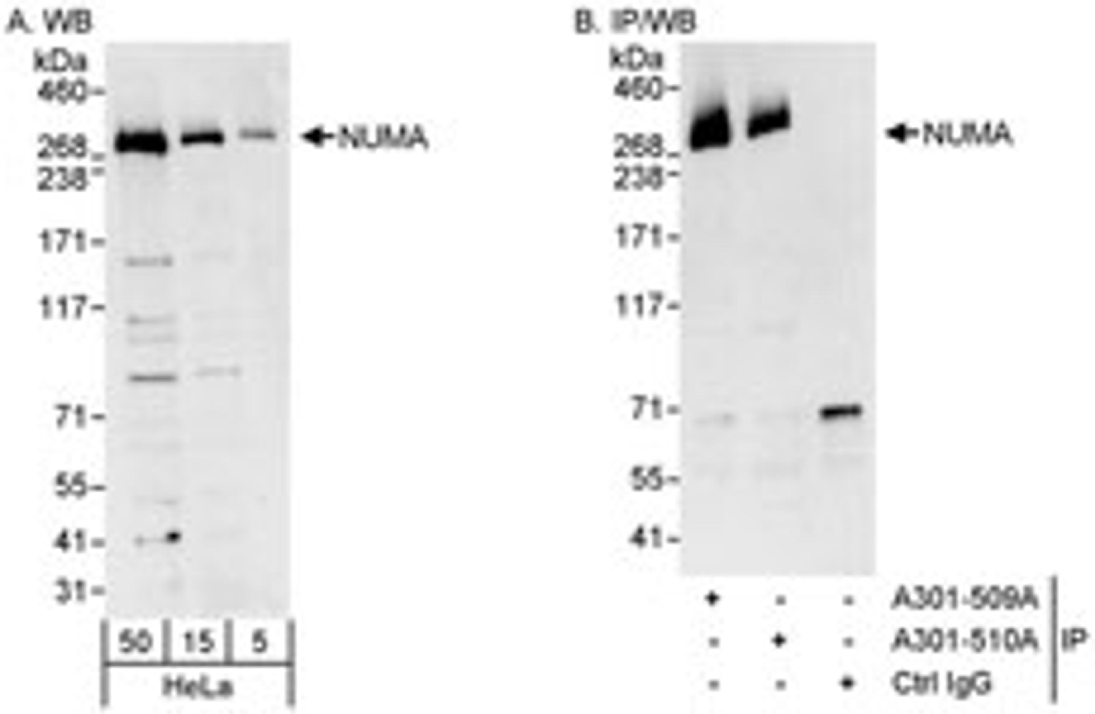 Detection of human NUMA by western blot and immunoprecipitation.