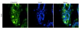 Immunofluorescence image of mouse skin tissue using anti-CD41 (FITC) (dilution at 1:100)