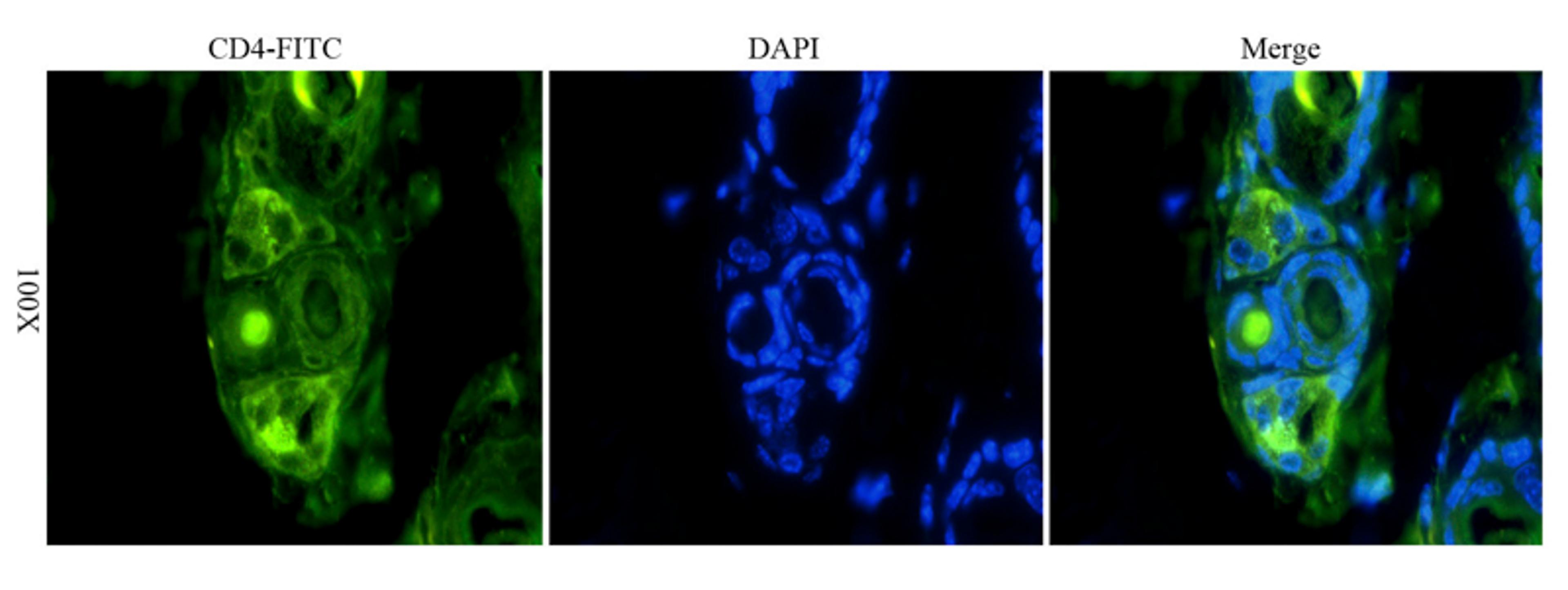 Immunofluorescence image of mouse skin tissue using anti-CD41 (FITC) (dilution at 1:100)