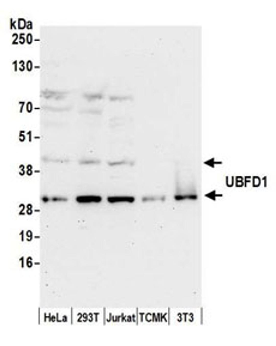 Detection of human and mouse UBFD1 by western blot.