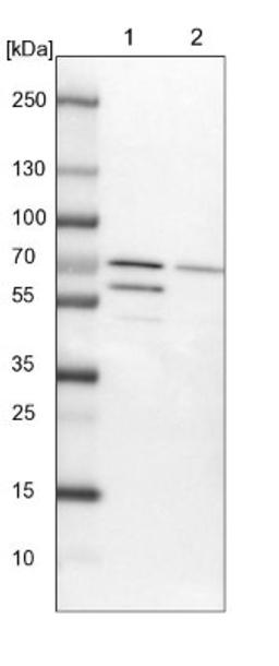 Western Blot: BTNL9 Antibody [NBP1-93875] - Lane 1: NIH-3T3 cell lysate (Mouse embryonic fibroblast cells)<br/>Lane 2: NBT-II cell lysate (Rat Wistar bladder tumour cells)