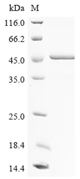 (Tris-Glycine gel) Discontinuous SDS-PAGE (reduced) with 5% enrichment gel and 15% separation gel.