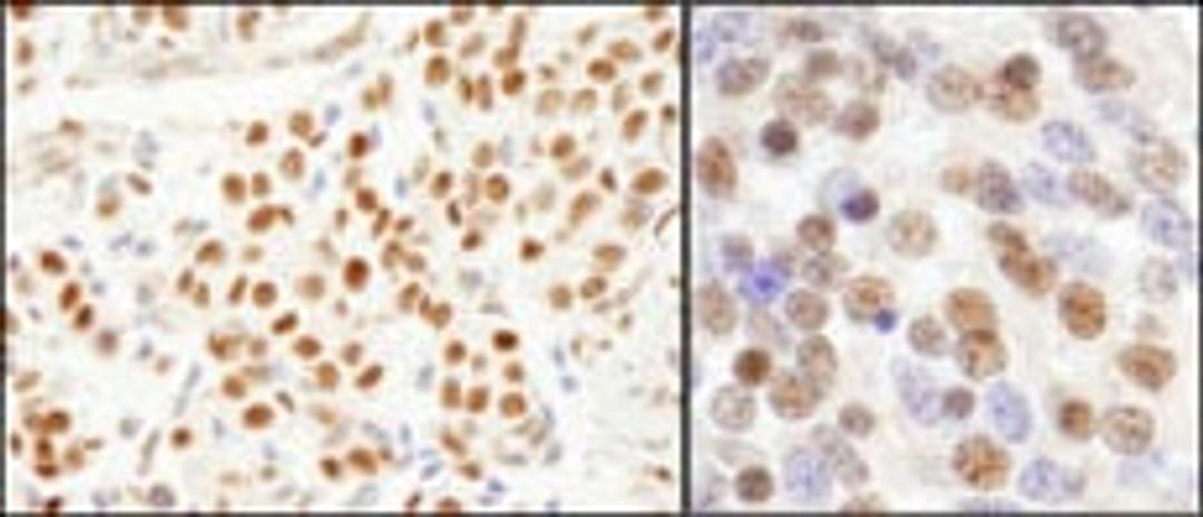 Detection of human and mouse SF3a120/SAP114 by immunohistochemistry.