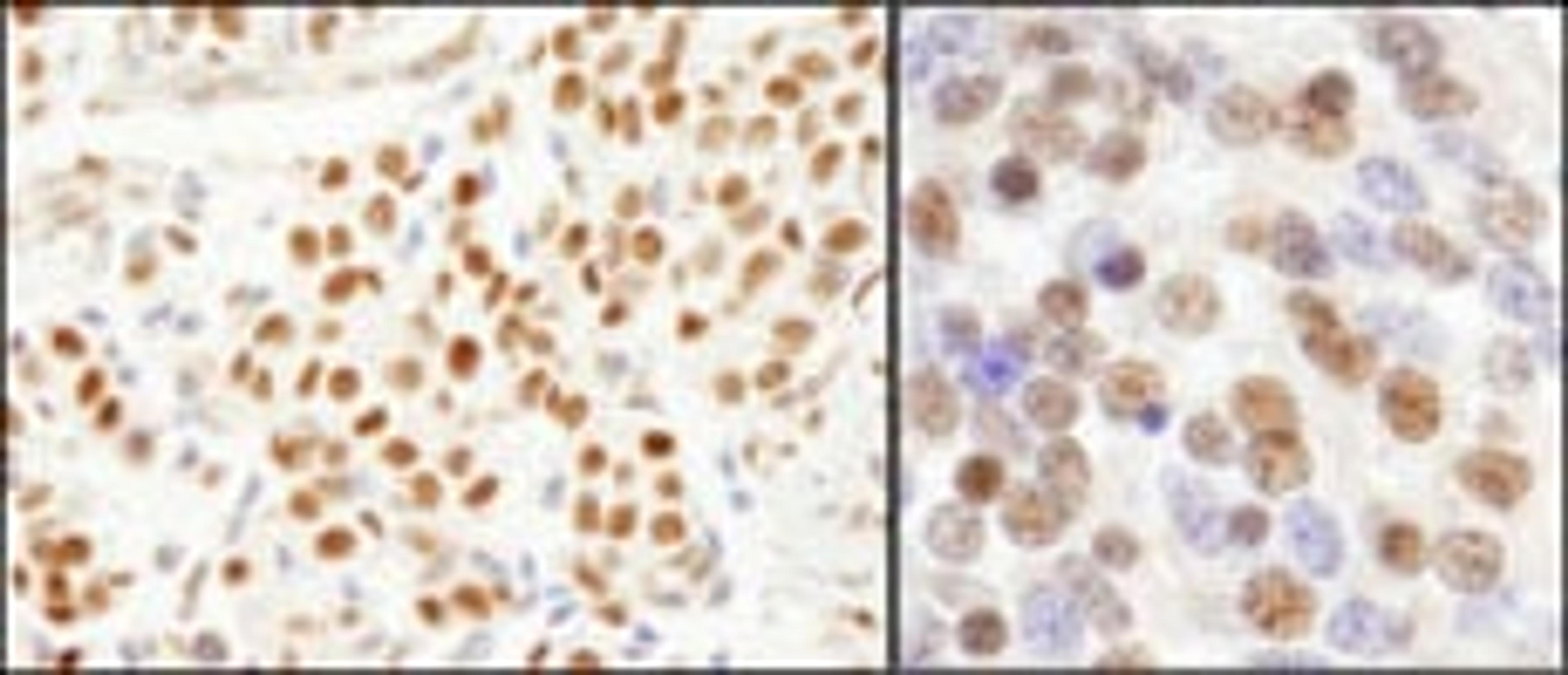 Detection of human and mouse SF3a120/SAP114 by immunohistochemistry.