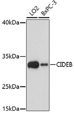 Western blot - CIDEB antibody (A17140)