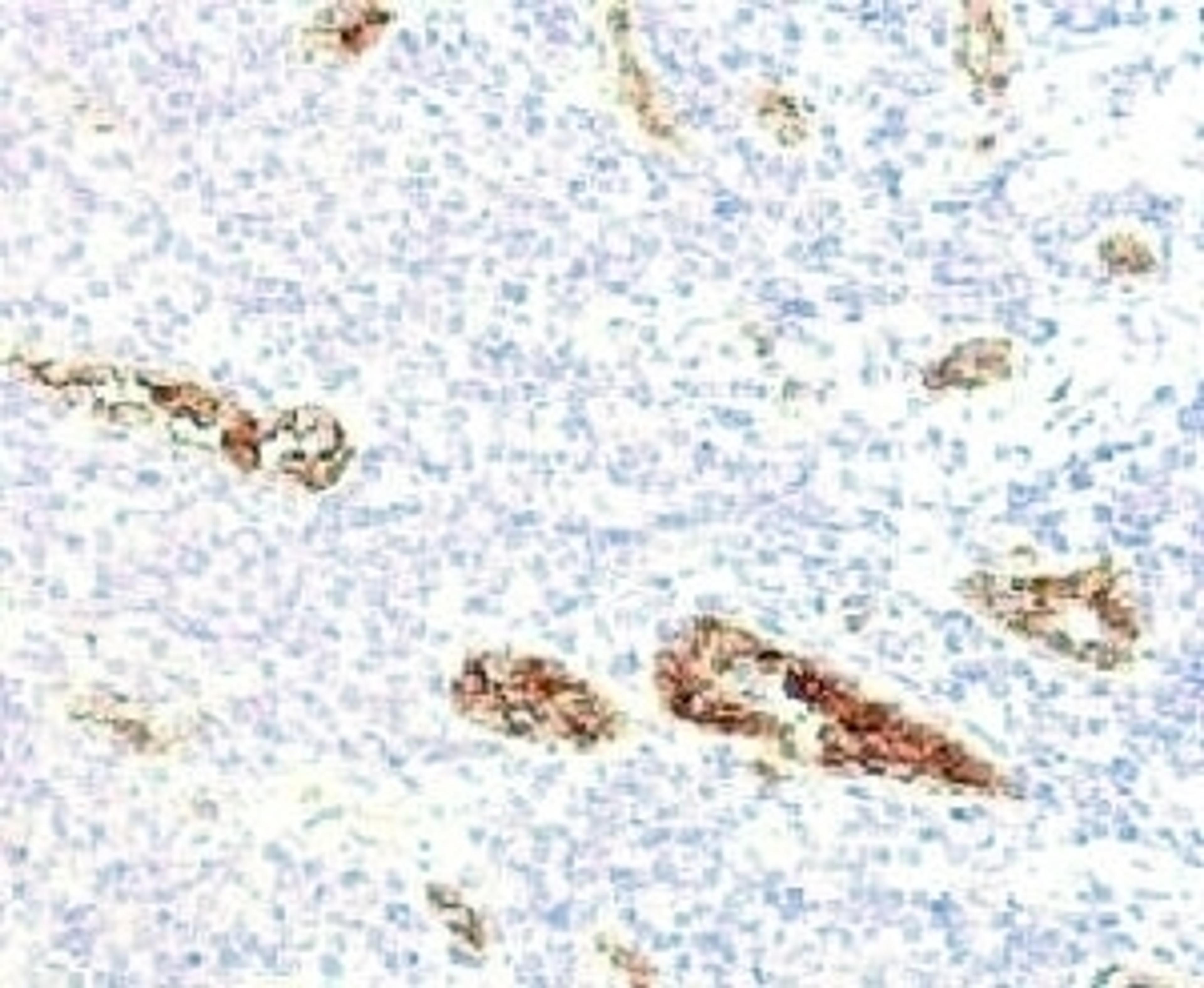 IHC testing of FFPE human pancreas and von Willebrand Factor antibody (WFA52-2).