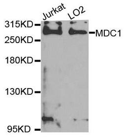 Western blot analysis of extracts of various cell lines using MDC1 antibody