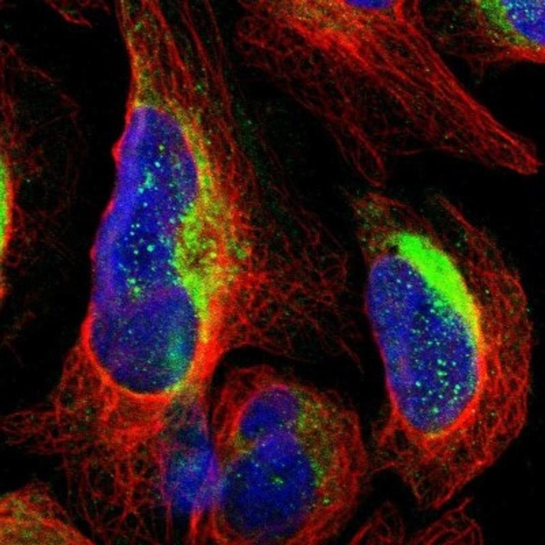 Immunocytochemistry/Immunofluorescence: RHOT2 Antibody [NBP1-88982] - Staining of human cell line U-2 OS shows positivity in cytoplasm.