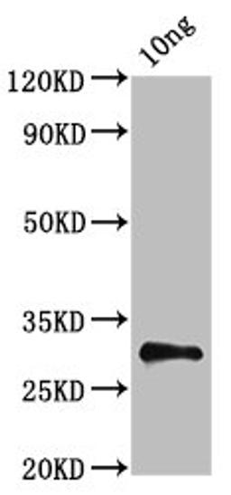 Western Blot. Positive WB detected in Recombinant protein. All lanes: NS antibody at 5µg/ml. Secondary. Goat polyclonal to rabbit IgG at 1/50000 dilution. Predicted band size: 32 kDa. Observed band size: 32 kDa